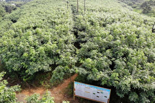 云浮苗木生產基地消防維保 云浮苗木生產基地消防維保